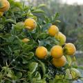 Poncirus - Dreiblättrige Orange