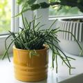 Rhipsalis - Korallenkaktus