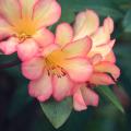 Tropischen Rhododendren - Rhododendron Vireya