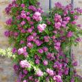 Violet und lila Kletterrosen