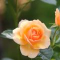 Orange und Lachs Kletterrose