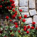 Roten Kletterrosen