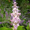 Muskat-Salbei - Salvia sclarea