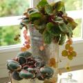 Zimmersaxifraga