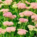 Botanische Fetthennen (Sedum)