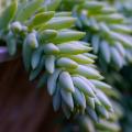 Fetthenne - Sedum mit blauem und grauem Laub