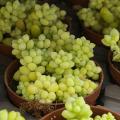 Fetthenne - Sedum mit goldgelbem Laub