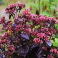 Fetthenne - Sedum Mit purpurnem Laub