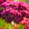 Fetthenne - Sedum mit roten Blüten