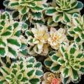 Fetthenne - Sedum mit panaschiertem Laub