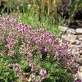 Sand-Thymian - Thymus serpyllum
