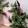Zimmertradescantia