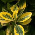 Ligustrum ovalifolium - Ovalblättriger Liguster