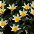 Kaufmanniana-Tulpen