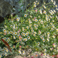 Karwinskis Feinstrahle - Erigeron karvinskianus