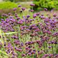 Verbena bonariensis - Argentinisches Eisenkraut