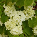 Japanischer Schneeball - Viburnum plicatum