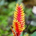 Vriesea - Bromelie