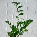 Glücksfeder - Zamioculcas