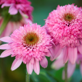 Echinacea mit gefüllten Blüten