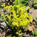 Fetthennesamen - Sedum