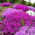 Moos-Phlox - Phlox subulata