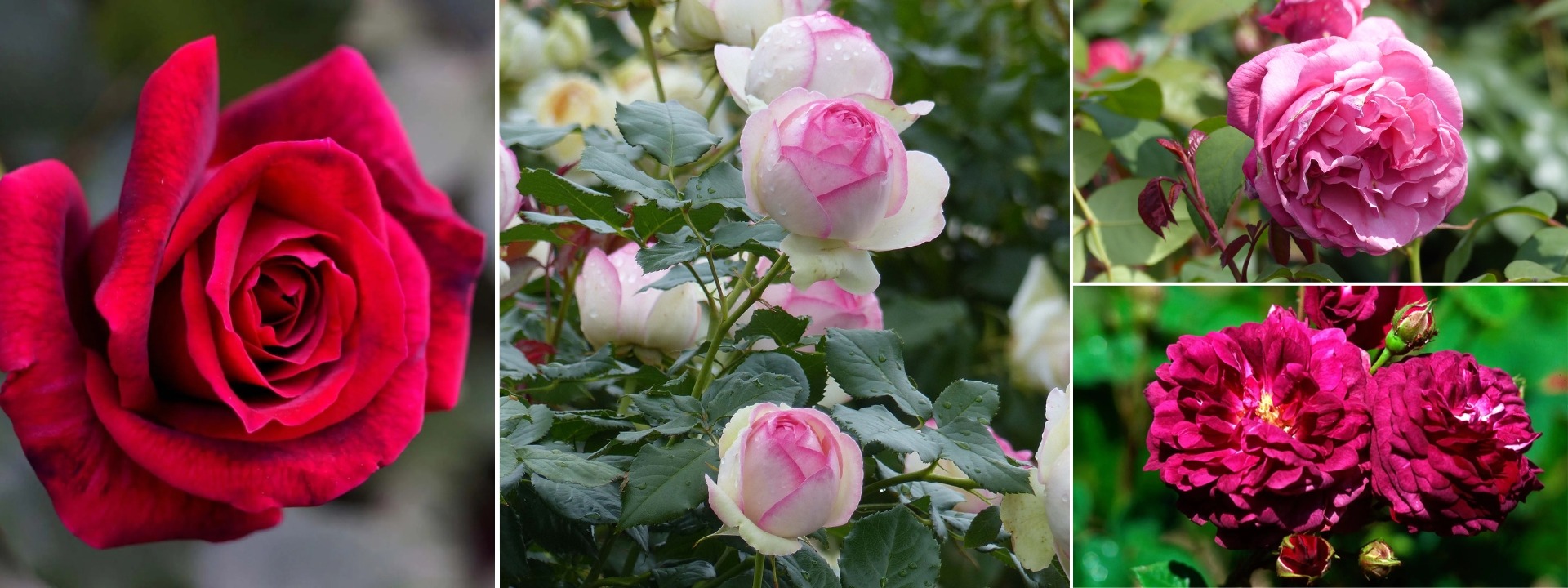 <i>Flash-sale</i> ROSEN