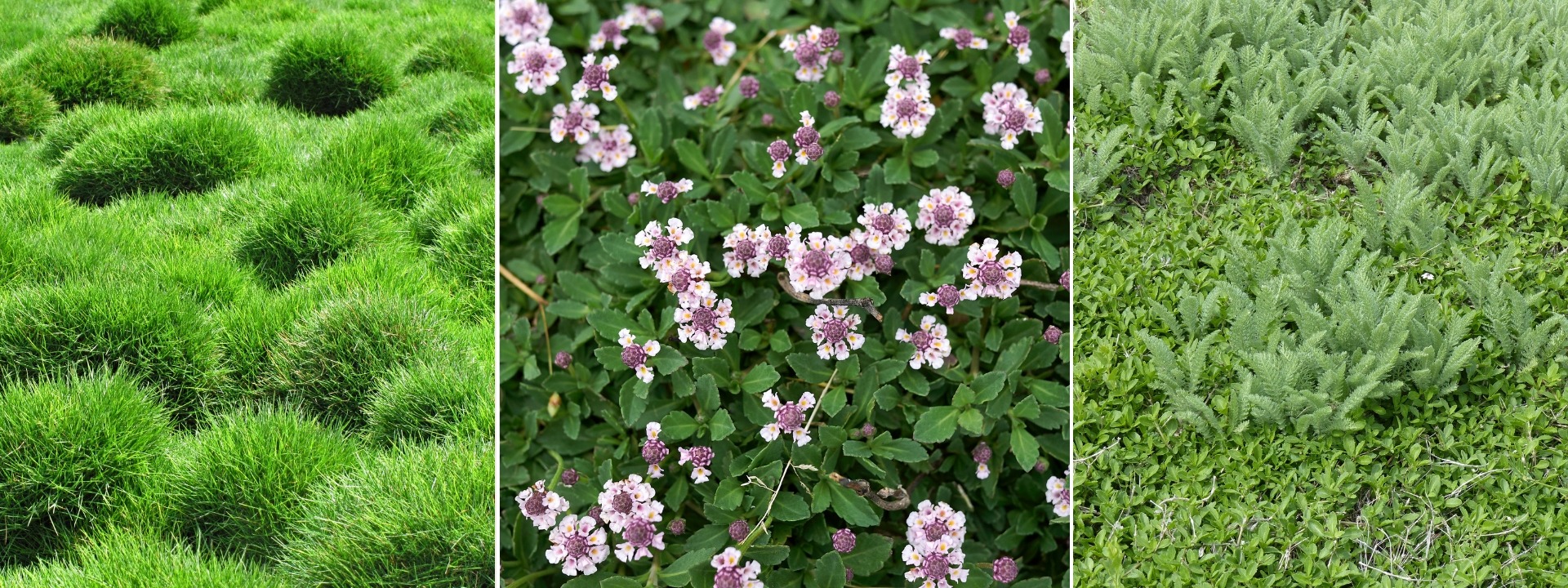 <i>Alternativen</i> ZUM RASEN