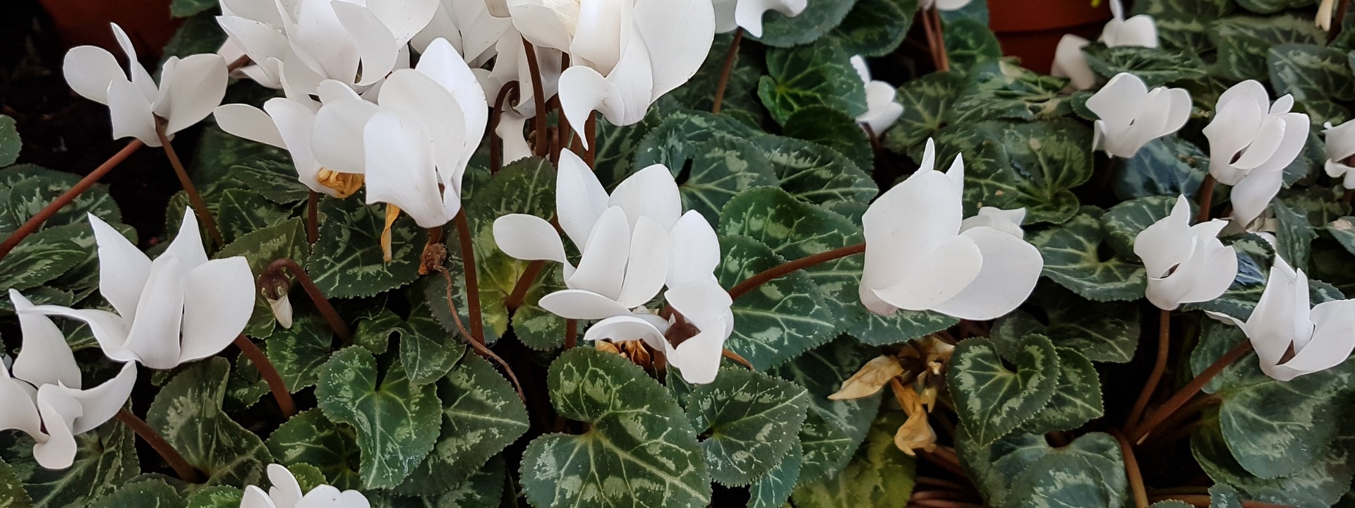 <i>Herbstblüten</i> ZWIEBELN