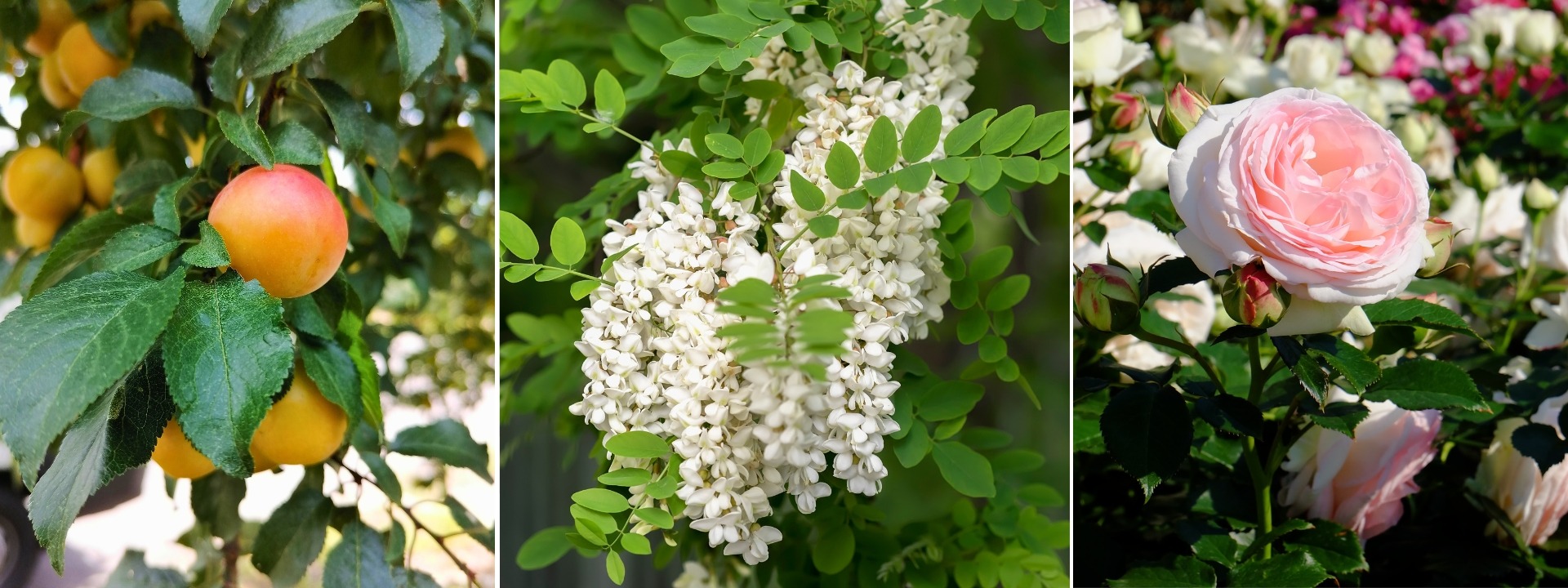 <i>Promotion</i> NACKTE WURZELN