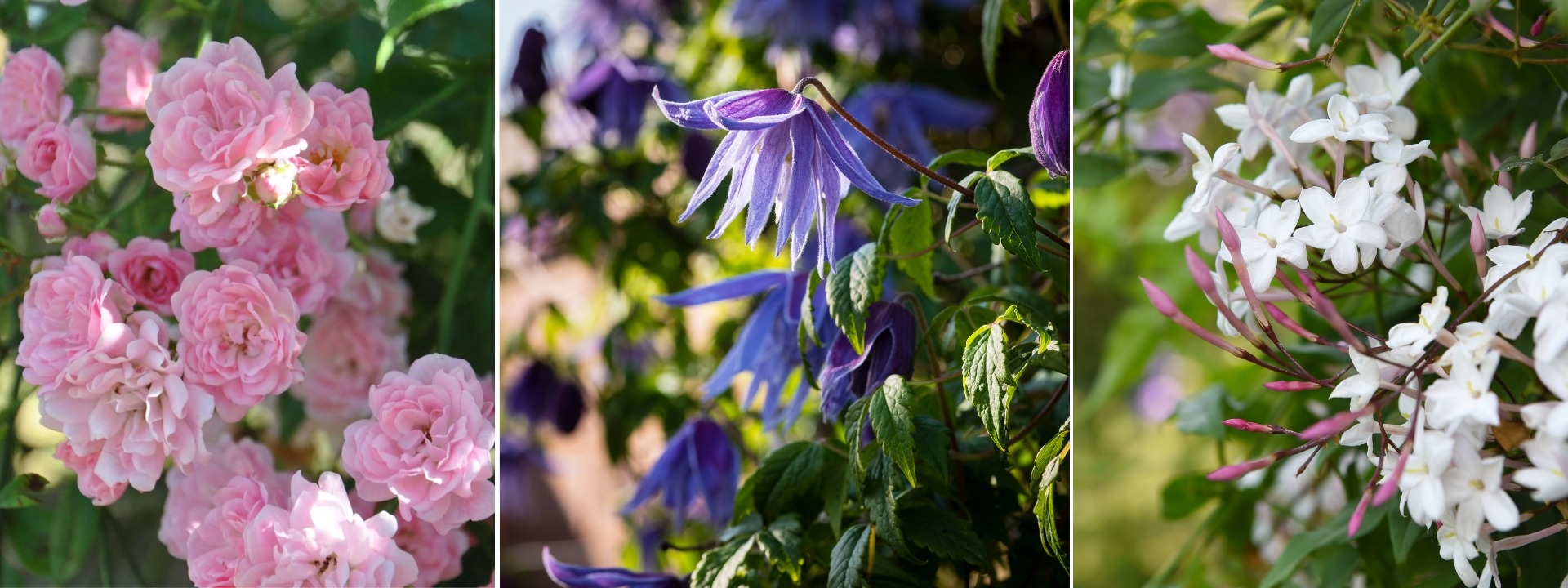 <i>Kletterpflanzen</i> IM FRÜHLING