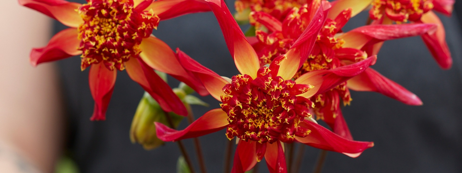 <i>Neuheiten</i> DAHLIEN