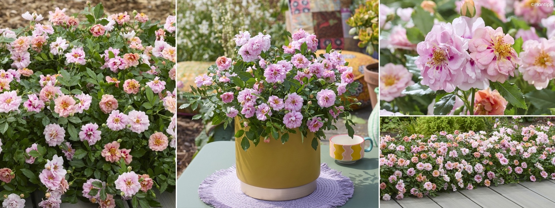 <i>Neue</i> ROSENSTRÄUCHER