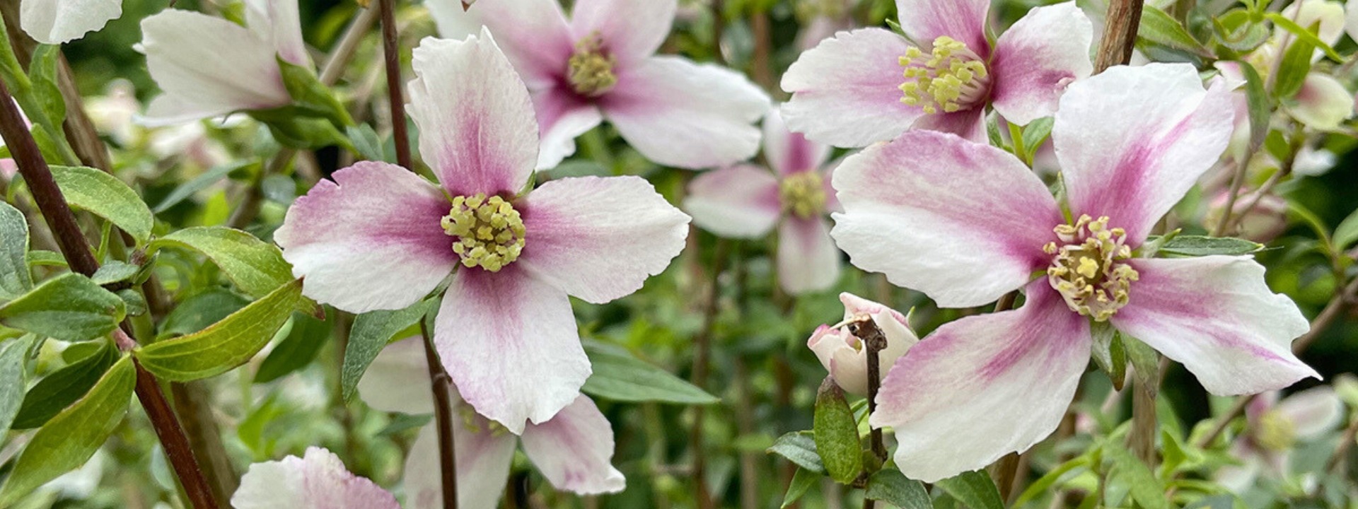 <i>Neu</i> PHILADELPHUS