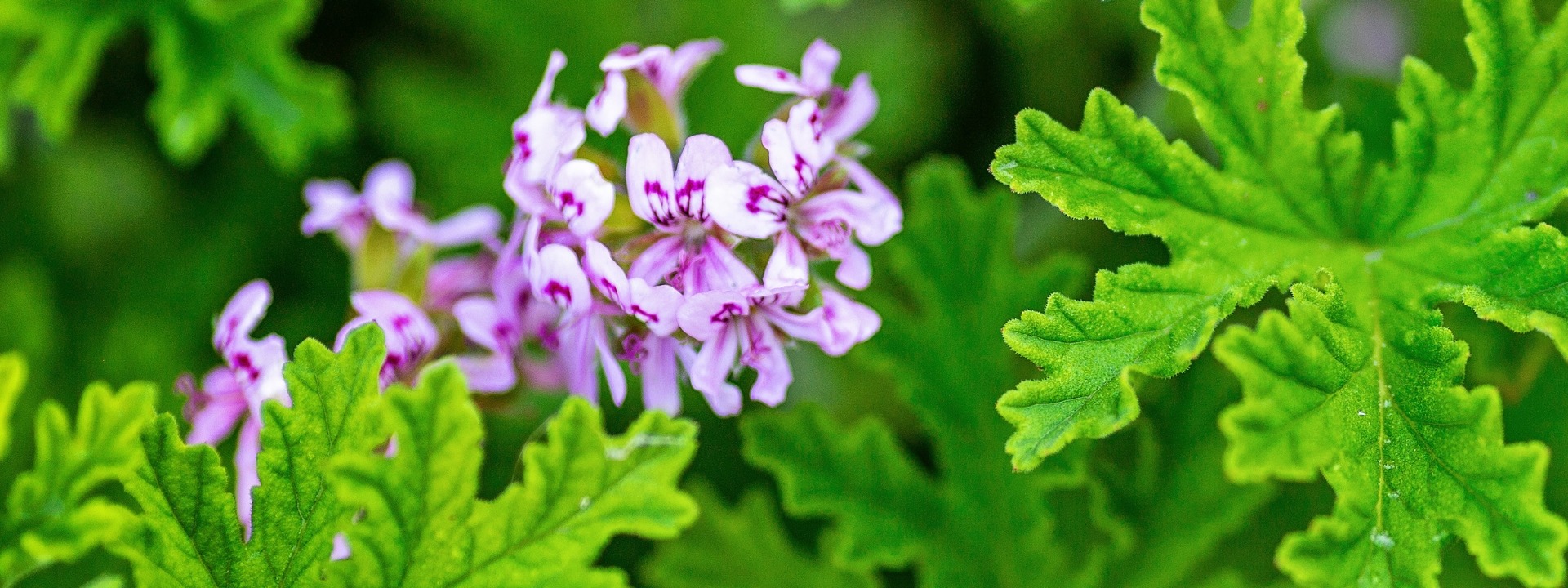 <i>Halten Sie die<i> MÜCKEN fern!