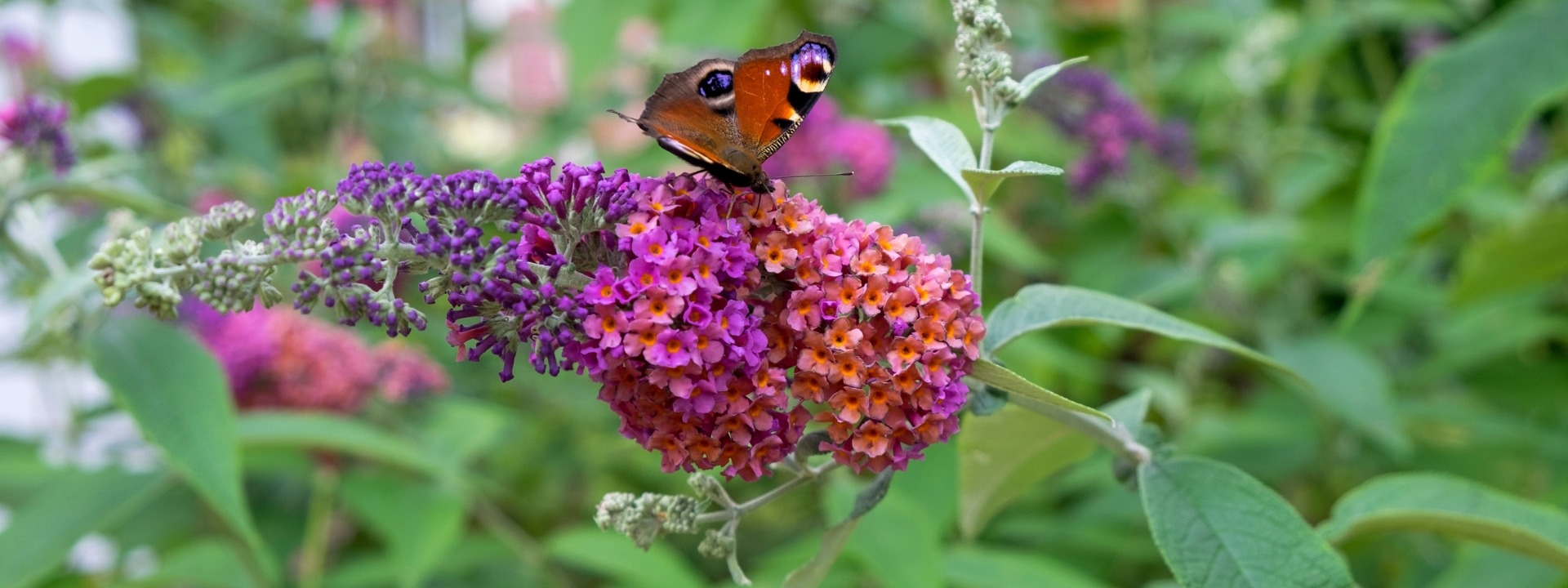 <i>Buddleia</i> FLOWER POWER