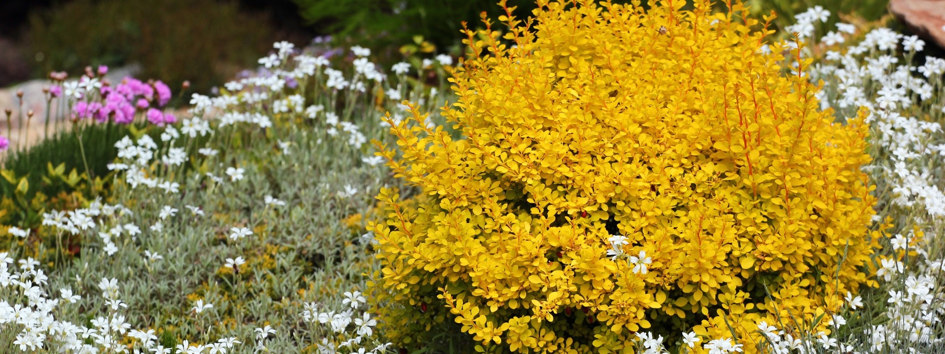 <i>Promotion</i> STRÄUCHER