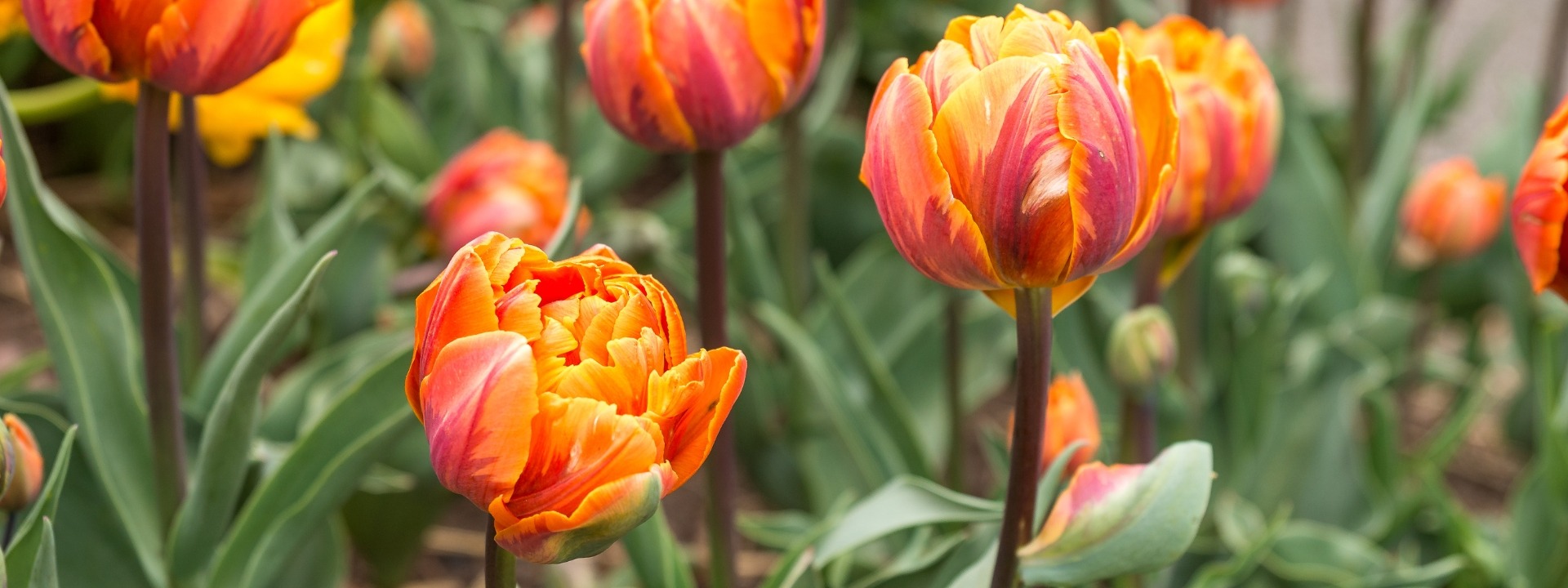 <i>Neu</i> BLUMENZWIEBELN