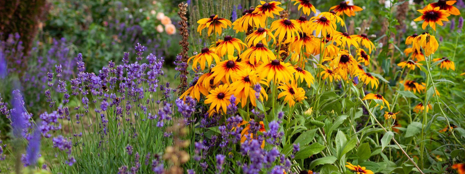 <i>Promotion</i> STAUDEN