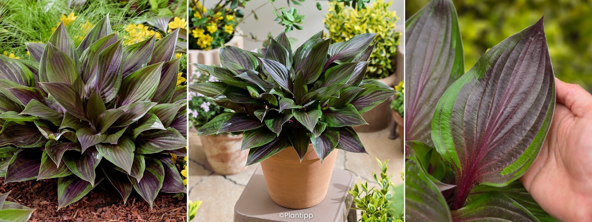 <i>Neuheit<i> HOSTA Red Ninja®